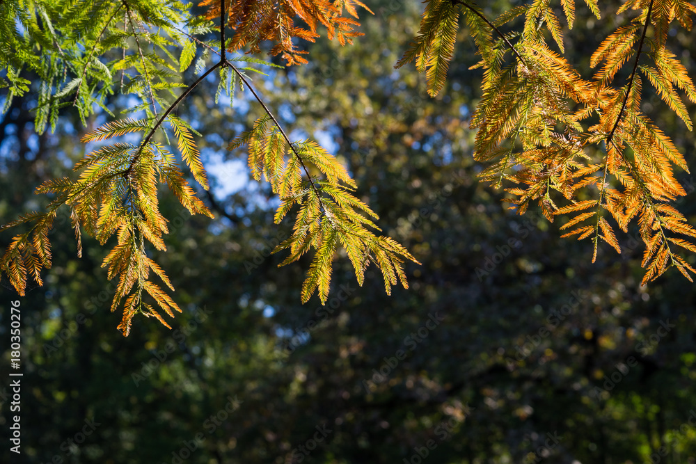 Cypress branch in autumn, nature background Cypress branch in autumn, nature background
