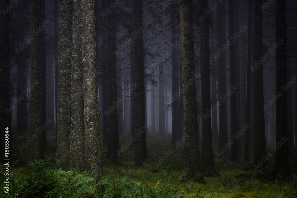 Naklejka premium Ciemny, mglisty las w południowych Niemczech późną jesienią. Tło, ilustracja koncepcja.