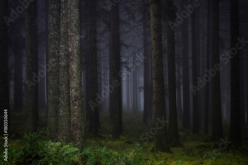 Dark, misty forest in southern Germany at late autumn. Background, illustration concept.