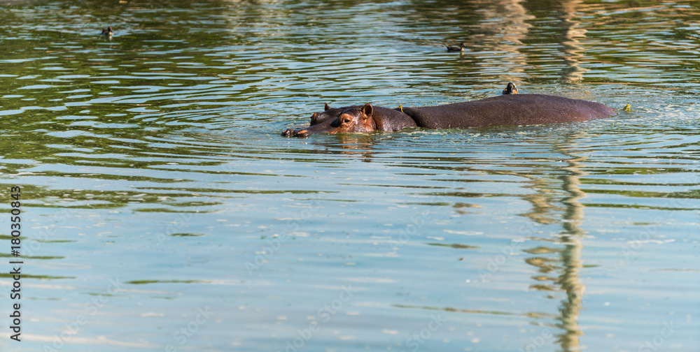 Fototapeta premium hippos in the water