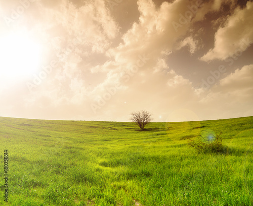 field with green grass and tree