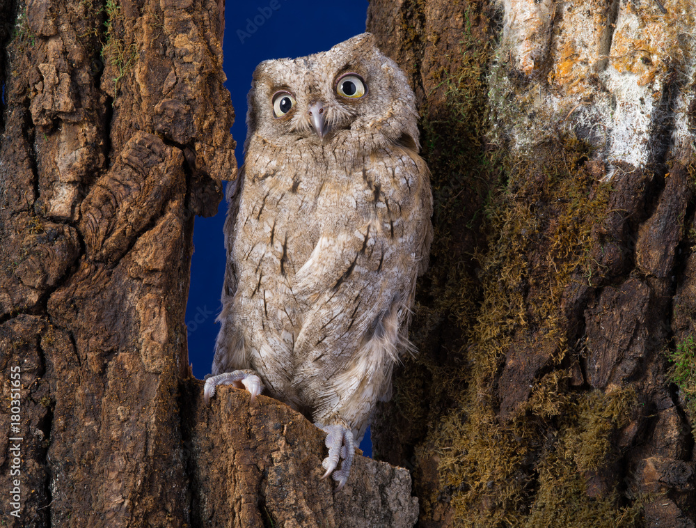 owl owl