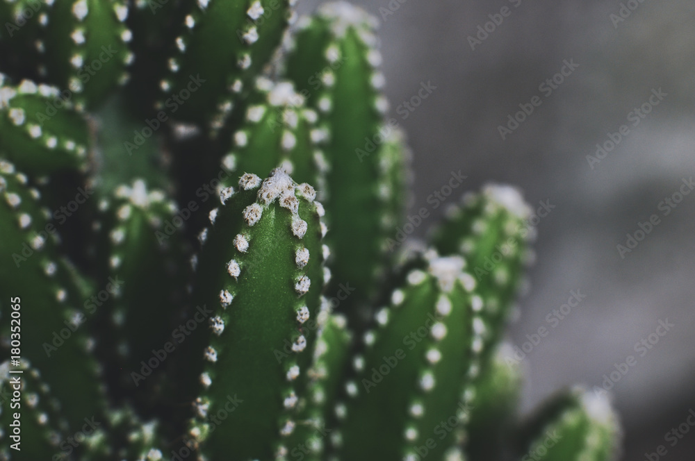 Close up of cactus in the garden Close up of cactus in the garden