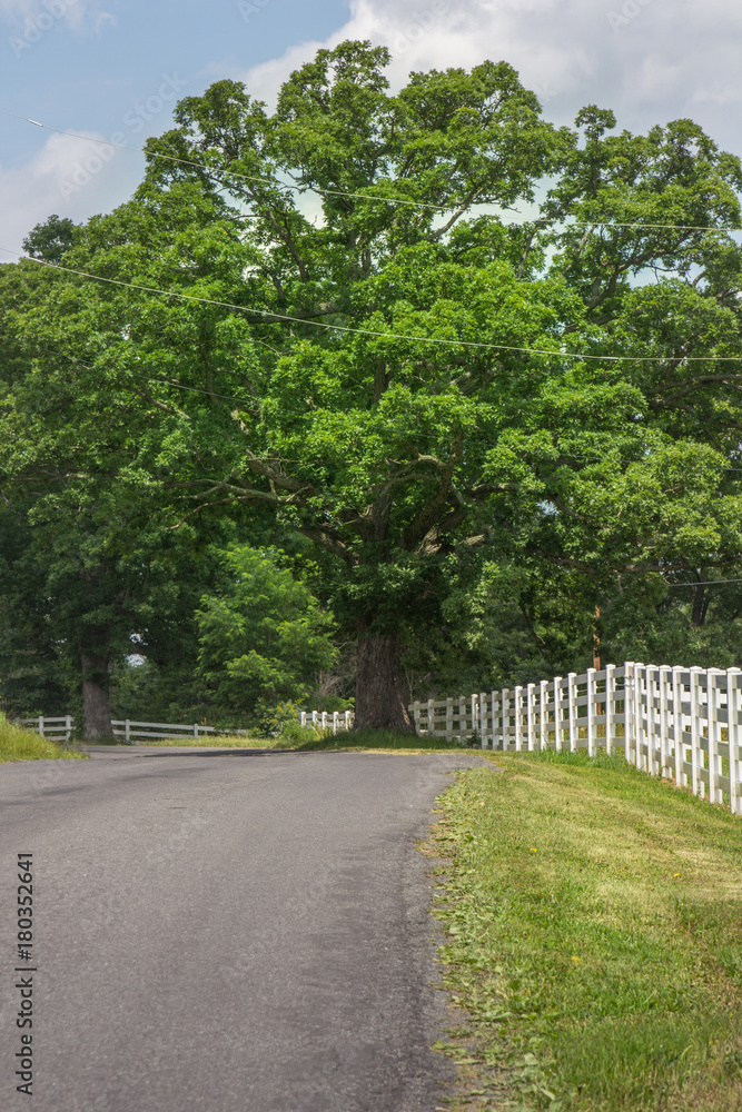 Country road with white wooden fence. Country road with white wooden fence.