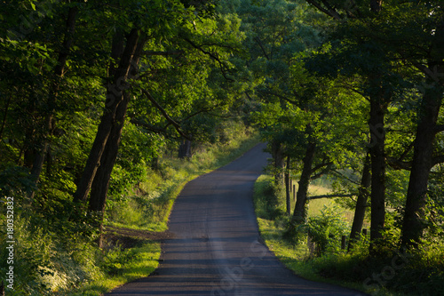 Country road through a grove of oak trees.