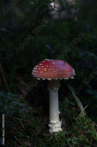 Red mushroom with white spots .
