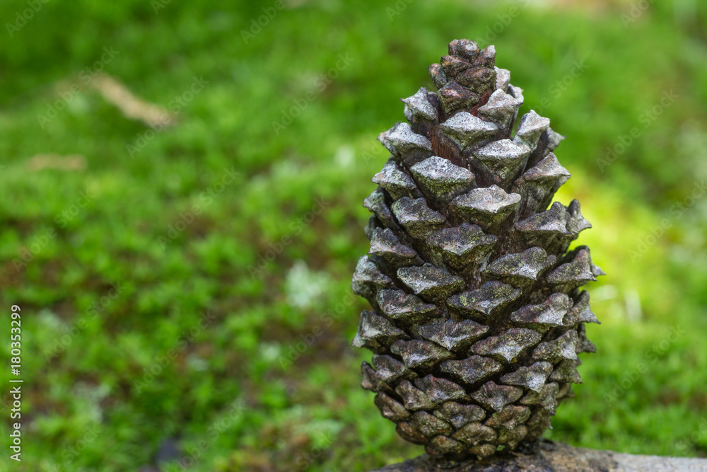 Pine cone closeup partly opened. Pine cone closeup partly opened.