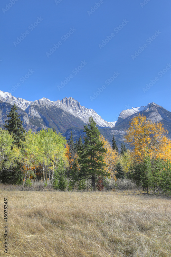 Vertical Rocky Mountain view with yellow aspens