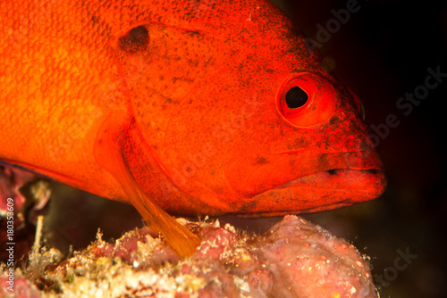 strawberry grouper on a coral reef