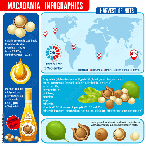 Infographic macadamia, macadamia oil, harvest and food infographic. Calorie content for a diet. Vector illustration.
