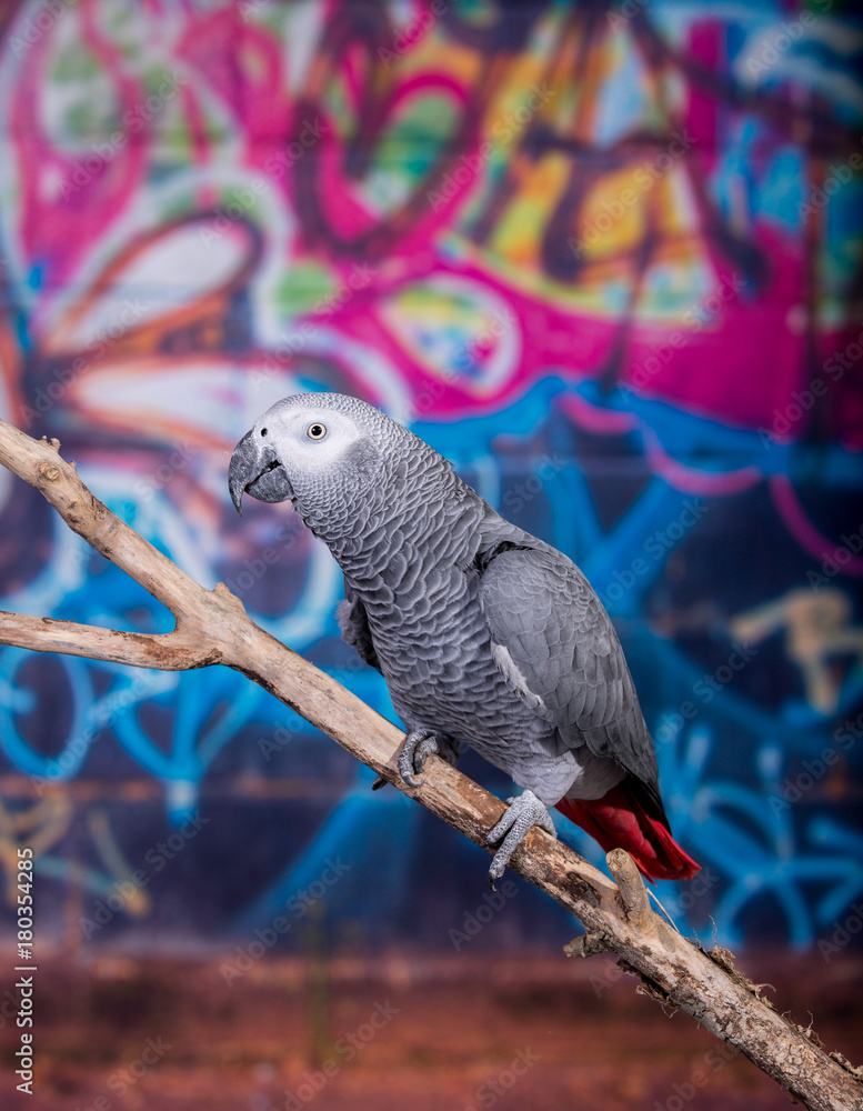 Obraz premium African Grey Parrot against wall with graffitti