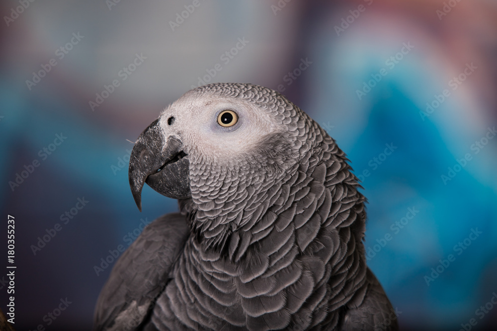 African Grey Parrot against wall with graffitti African Grey Parrot against wall with graffitti
