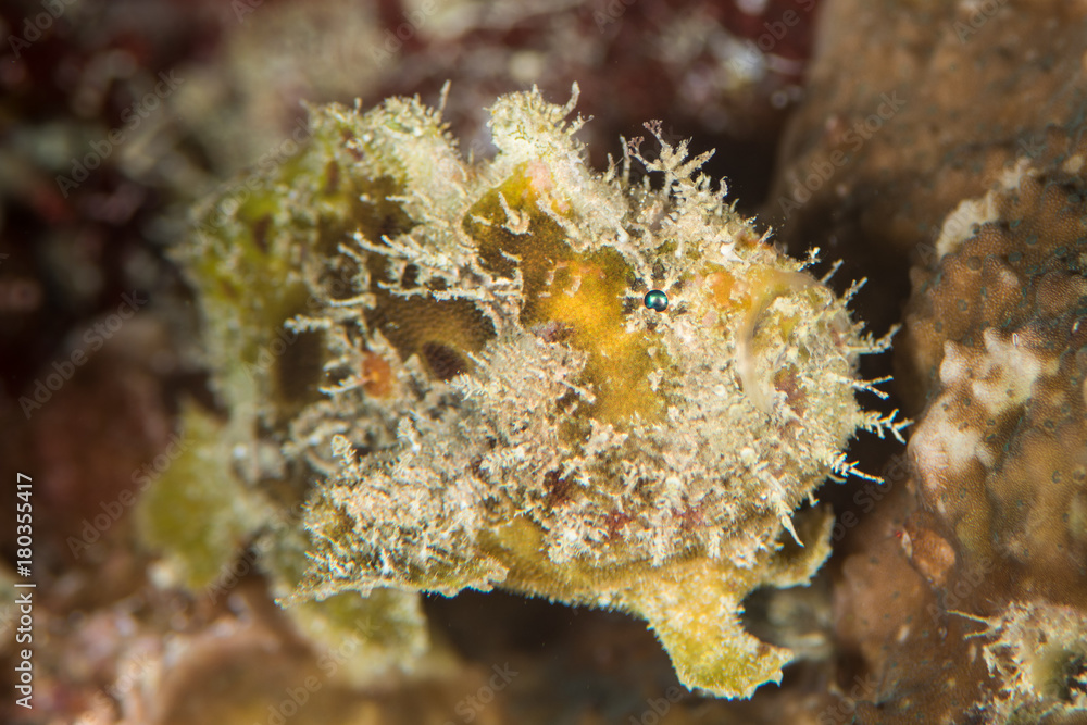 juvenile freckled frogfish juvenile freckled frogfish