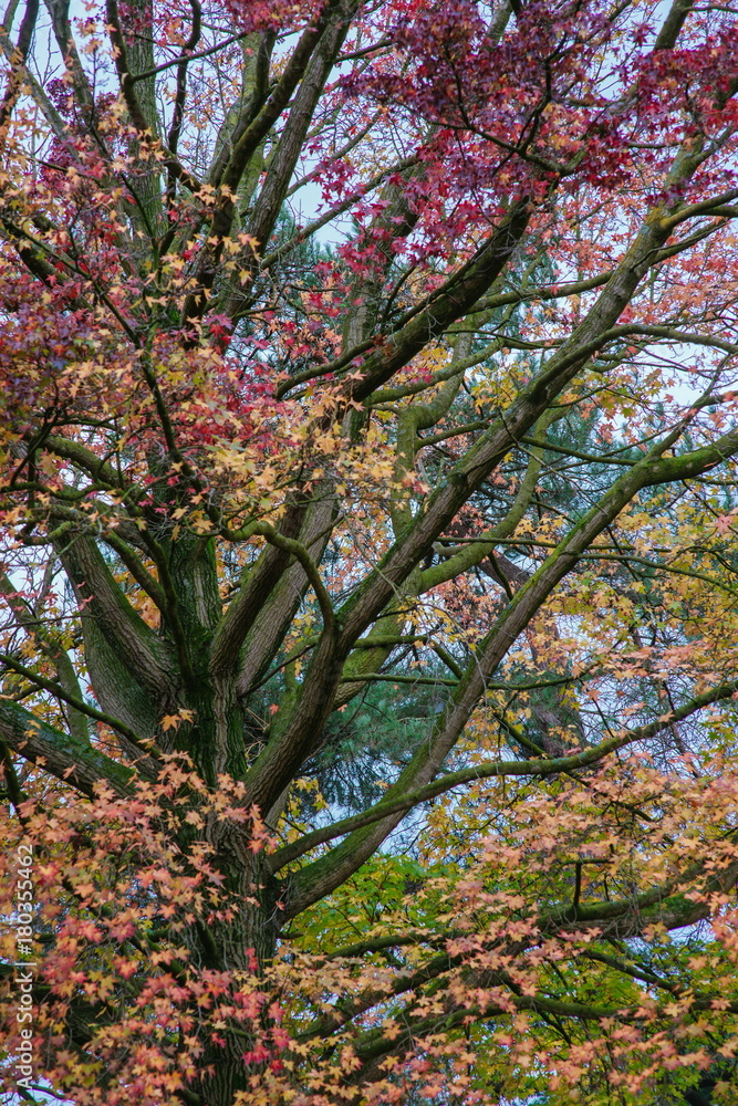 colorful leaves on the tree in the fall colorful leaves on the tree in the fall
