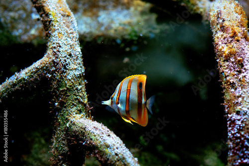 Photography Colorful tropical fishes and coralls underwater in the aquarium