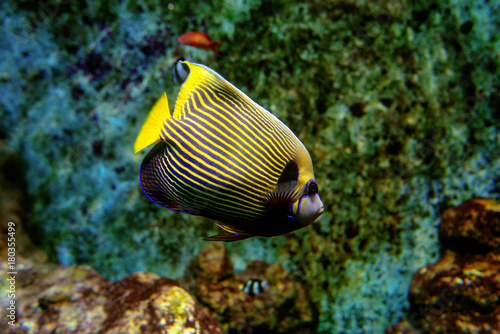 Photography Colorful tropical fishes and coralls underwater in the aquarium