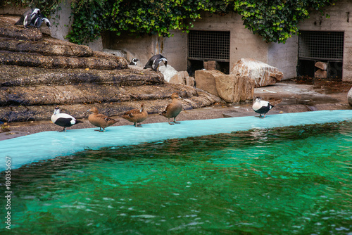 different birds: penguins, ducks in the Artis zoo Amsterdam