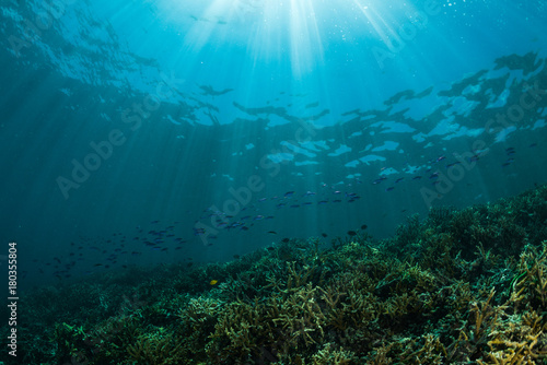 sun rays on a coral reef with small fishes