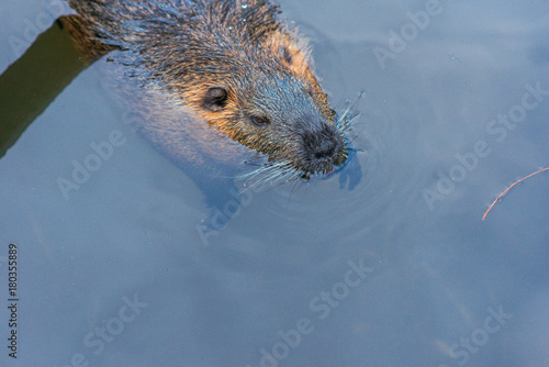 Photography beavers in water in the zoo