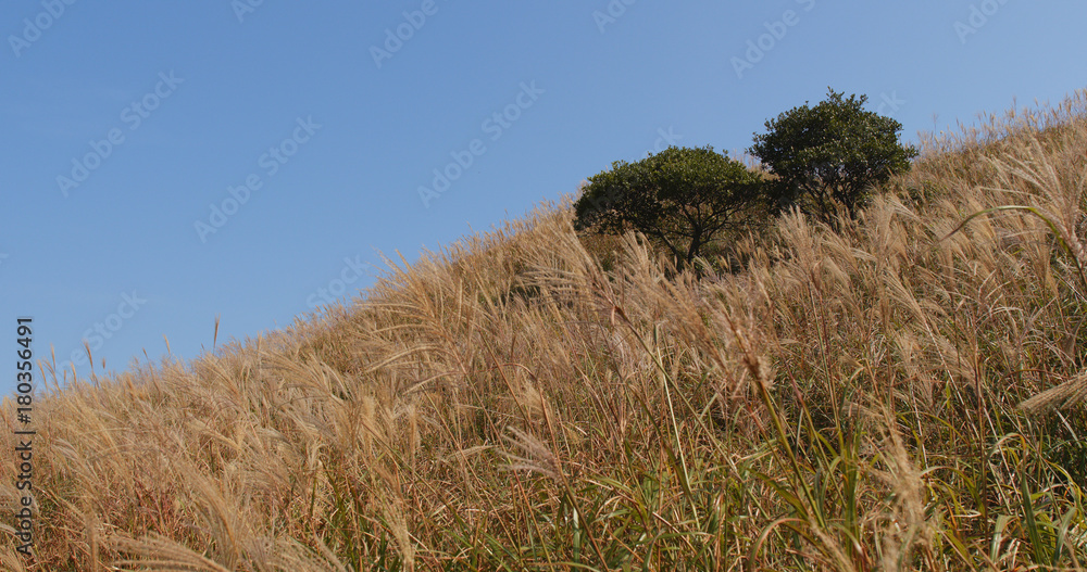 Sunset peak and sliver grass with blue sky