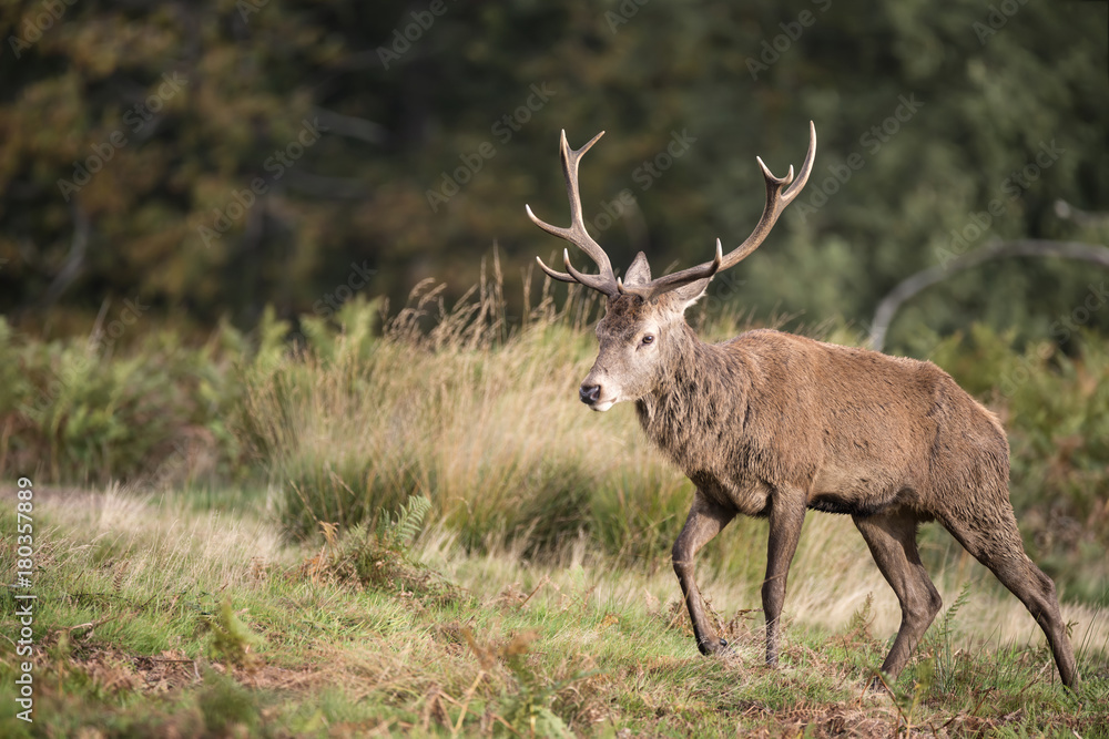Autumn landscape image of red deer cervus elaphus in forest woodland Autumn landscape image of red deer cervus elaphus in forest woodland