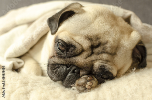 little pug sleeping on the wool pillow and holds a paw under the head