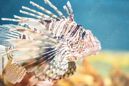 Lion fish in profile, swimming in water. © Sviatoslav Kovtun