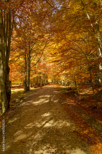 Autumn trees pattern.
