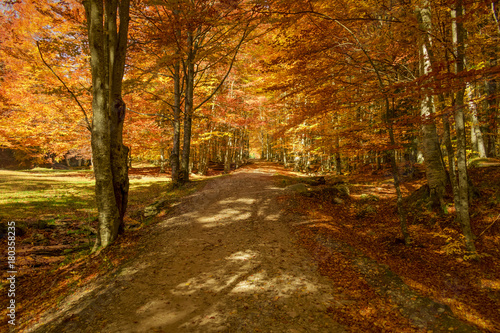 Autumn trees pattern. © zane38