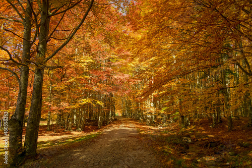 Fototapeta Naklejka Na Ścianę i Meble -  Autumn trees pattern.