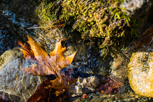 Autumn leaves floating over smooth river rocks