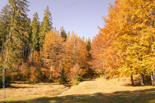 Autumn trees pattern. © zane38