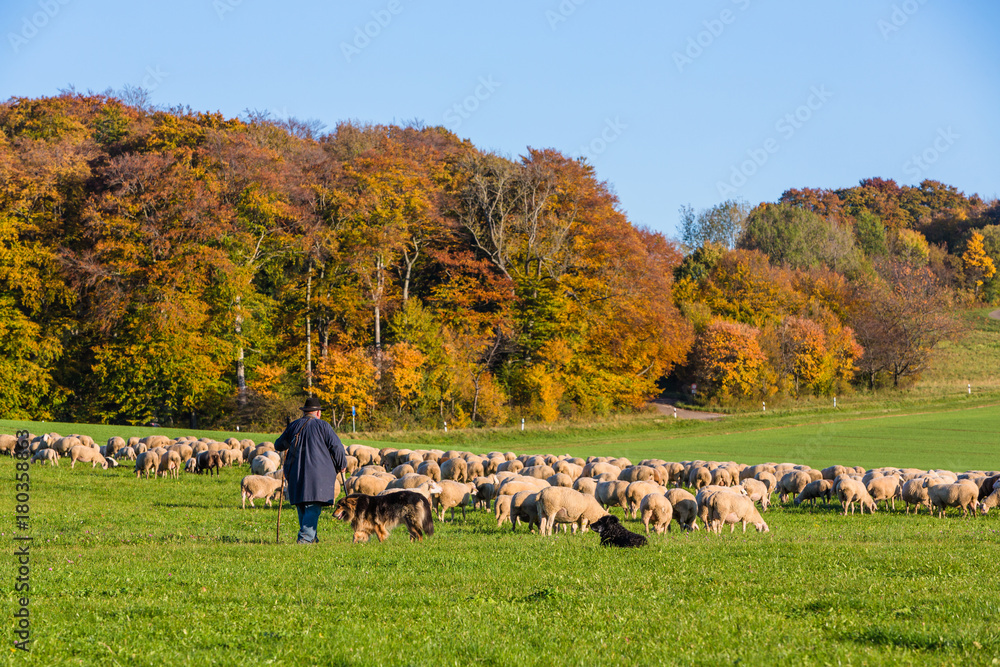 Fototapeta premium Schäfer und Schafe auf der Alb