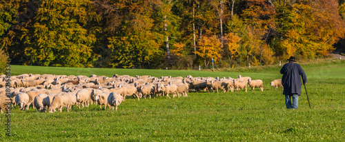 Schafe im Herbst auf der Alb photo