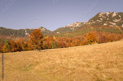 Autumn trees pattern.