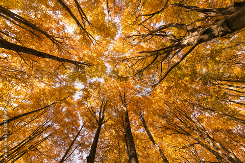 Autumn trees pattern.