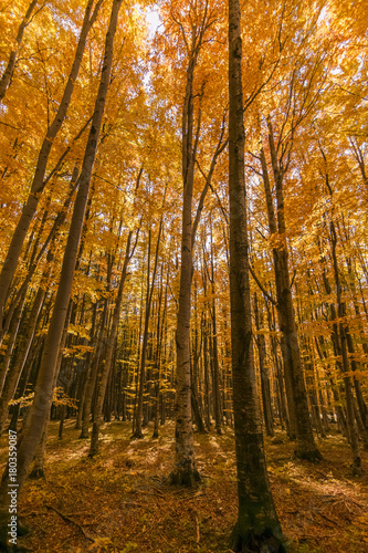 Autumn trees pattern.