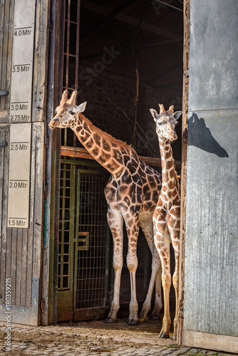 Photography Beautiful giraffes portraits - two giraffes looking from a wooden gate at the zo