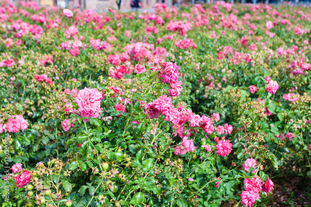 pink rose flowers shrubs on Alexanderplatz