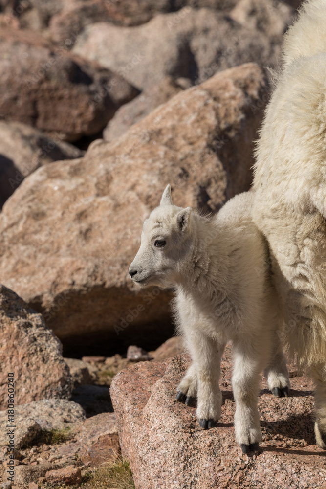 Cute Mountain Goat Kid on Mount Evans Colorado Cute Mountain Goat Kid on Mount Evans Colorado