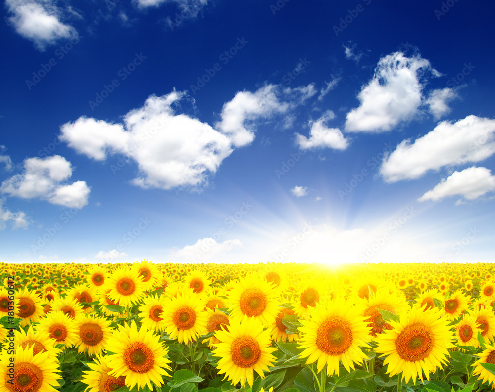 sunflowers and sun sunflowers and sun