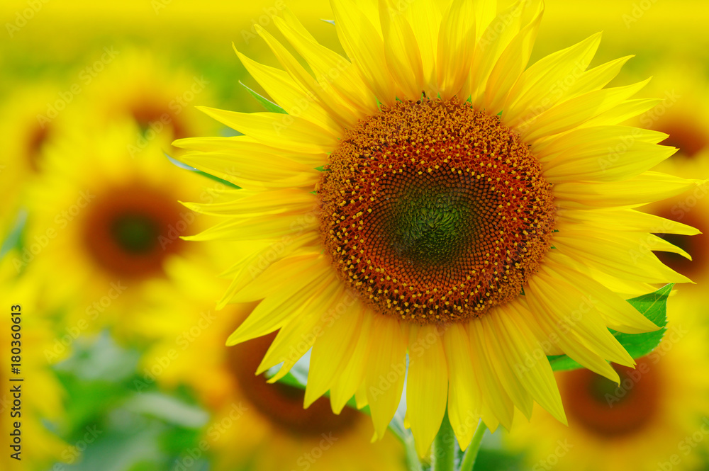 close-up sunflower in a field