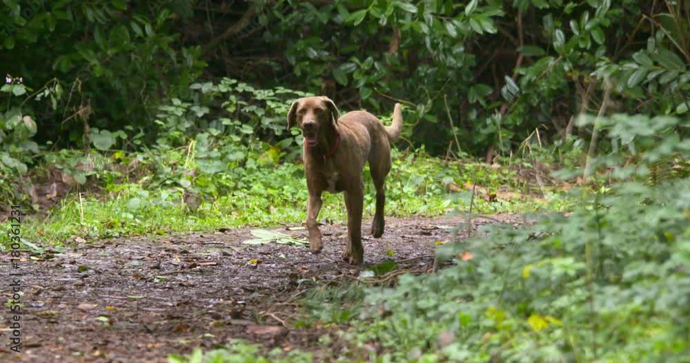 German Pointer dog on forest path slow motion German Pointer dog on forest path slow motion