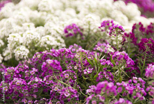 Purple summer flower fields. Floral blur background.