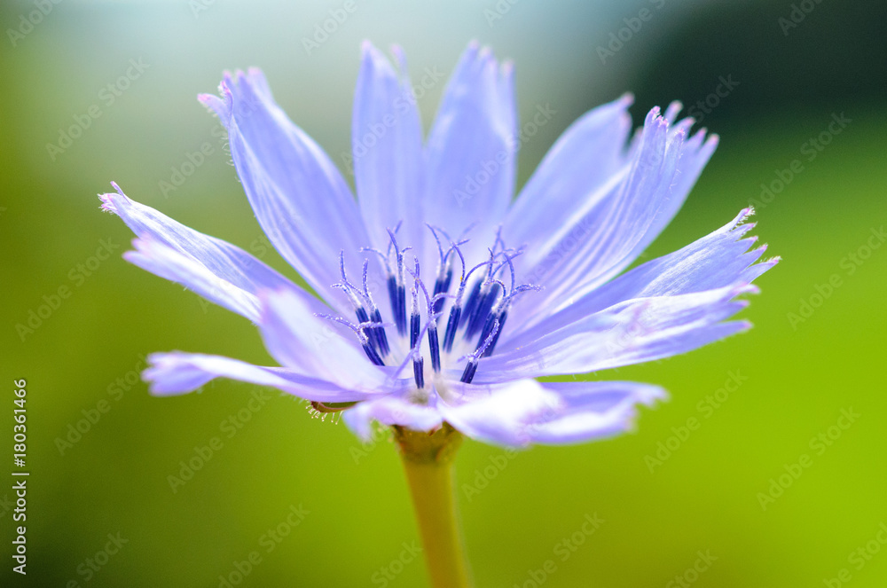 blue flower blue flower