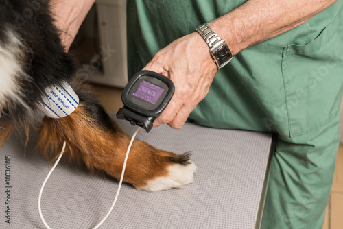 vétérinaire, hypertension artérielle chez le chat  et le chien est une maladie cardiovasculaire mesurer avec le tensiomètre.