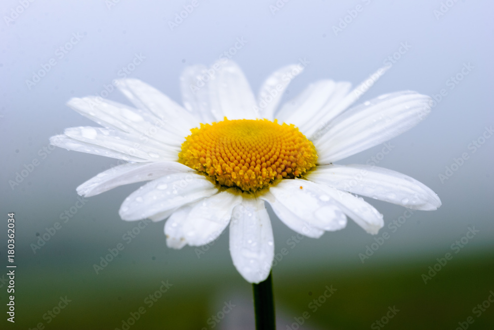 Obraz premium Daisy in the sky