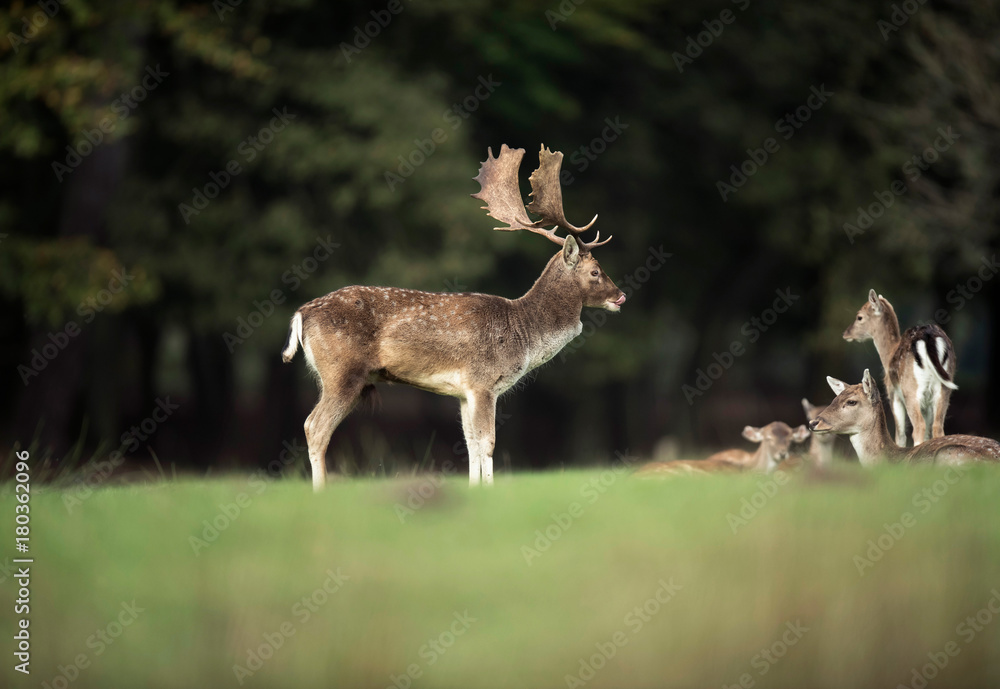 Fallow deer buck in field next to females in rutting season. Fallow deer buck in field next to females in rutting season.
