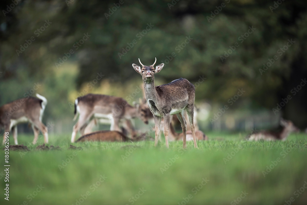 Young fallow deer buck bellowing in rutting season. Young fallow deer buck bellowing in rutting season.