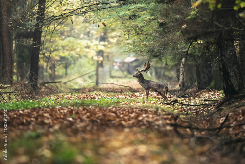 Fallow deer buck on forest path in autumn.